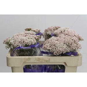 Ozothamnus Cooks Tall Pink