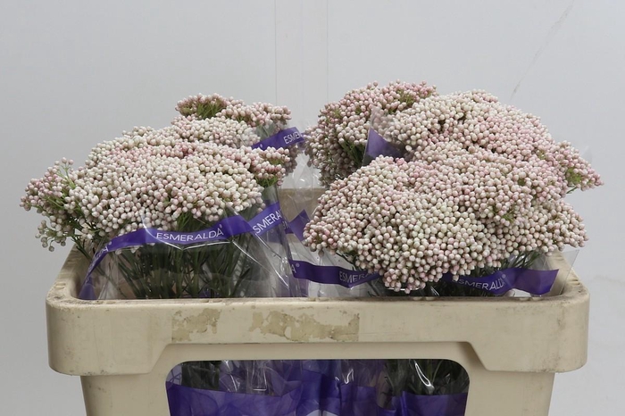 Ozothamnus Cooks Tall Pink