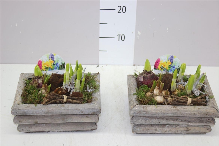<h4>Arr Bolbloemen In Houten Bak Vierkant</h4>