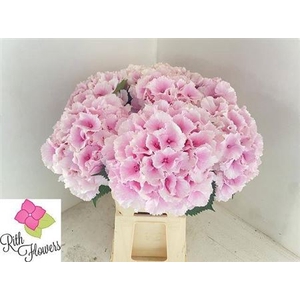 Hyd Impressive Pink Pale