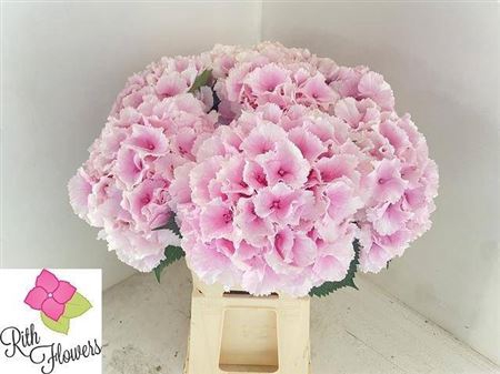 <h4>Hyd Impressive Pink Pale</h4>
