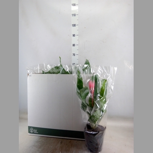 Aechmea fasciata 'Primera'