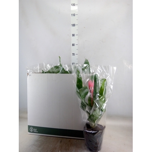Aechmea fasciata 'Primera'