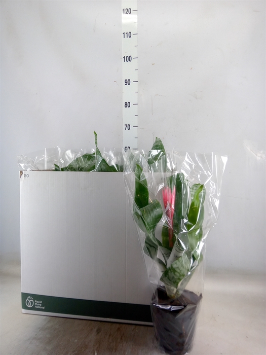 <h4>Aechmea fasciata 'Primera'</h4>