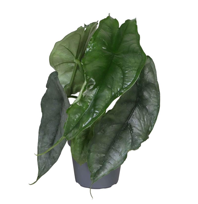 <h4>ALOCASIA P6 DRAGON BREATH</h4>