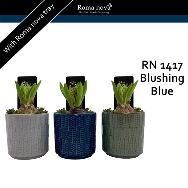 <h4>1417 - Blushing Blue (Hyacint)</h4>