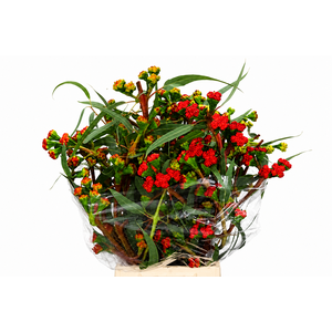 Euc. Cardinale Flowers Red