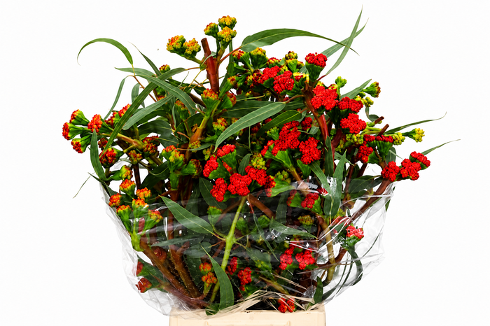 <h4>Euc. Cardinale Flowers Red</h4>