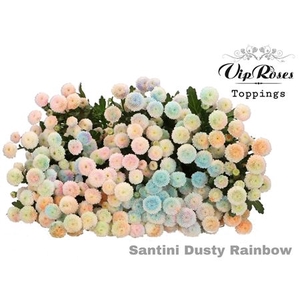 Chr S Vip Dusty Rainbow