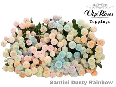 Chr S Vip Dusty Rainbow