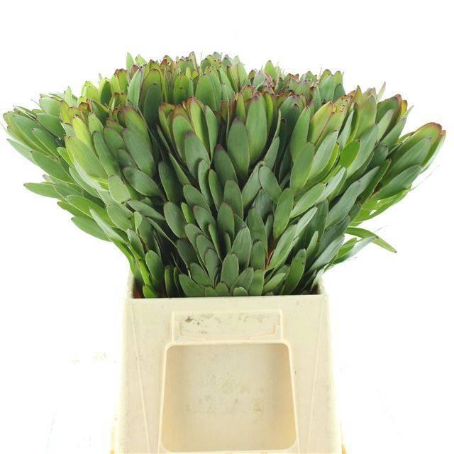 <h4>LEUCAD SAF GOLDSTRIK</h4>