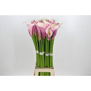 Zantedeschia Eydolls Purple Pink