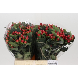 Hypericum True Romance