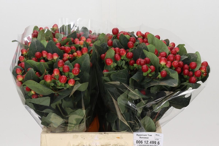 <h4>Hypericum True Romance</h4>