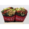 Hypericum Rainbow Romance