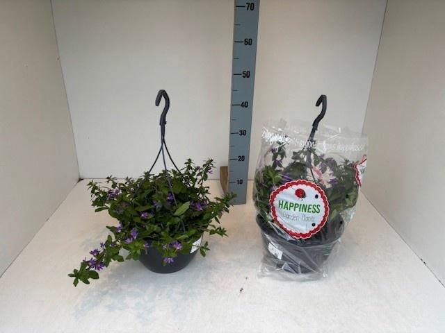 <h4>PERKPL MIXK</h4>