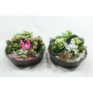 1688 Black Ker Kon Laag Wit