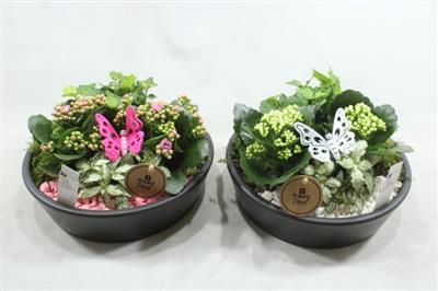 <h4>1688 Black Ker Kon Laag Wit</h4>