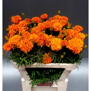 TAG E PROMISE ORANGE