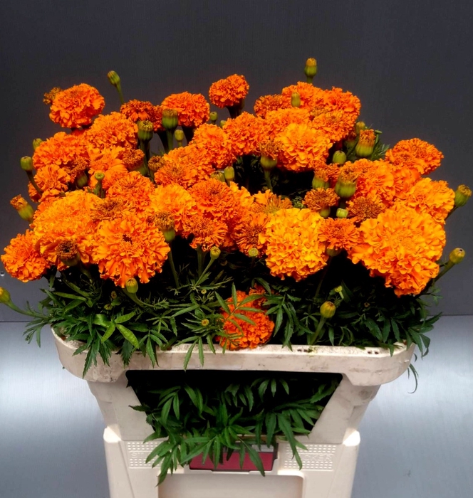 <h4>TAG E PROMISE ORANGE</h4>