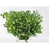 Lunaria Ann Groene P