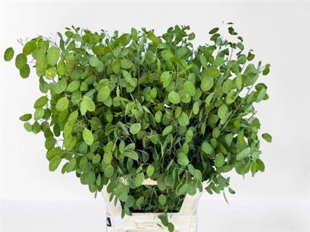 Lunaria Ann Groene P
