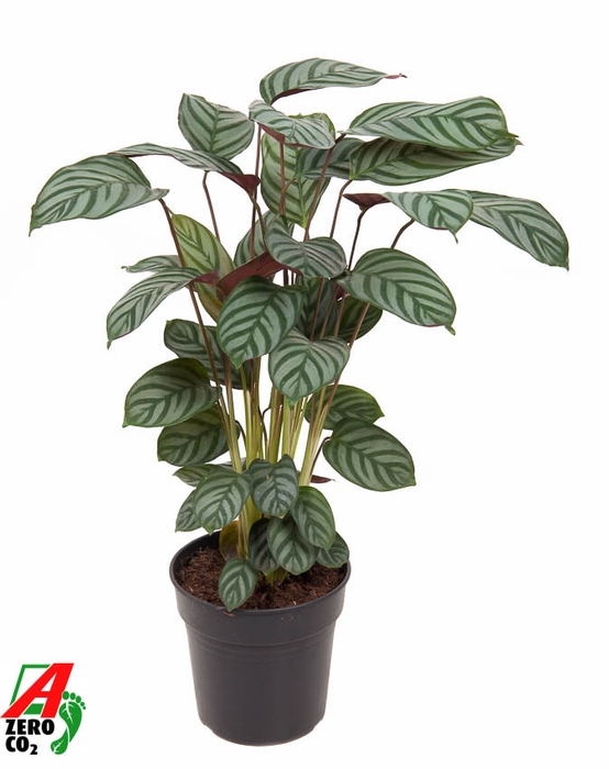 <h4>Calathea Green Flag</h4>