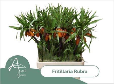 <h4>Frit Im Rubra Maxima 75cm</h4>