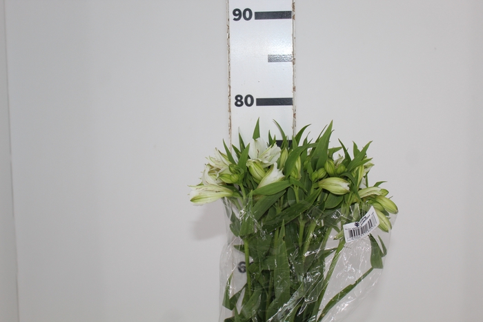 <h4>ALSTROEMERIA WHITNEY 080 CM</h4>