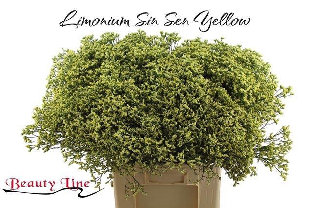<h4>LIM SIN SEN YELLOW</h4>