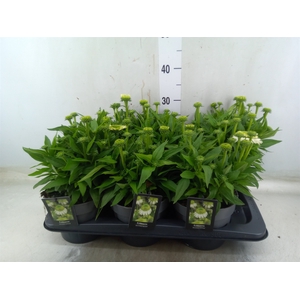 Echinacea   ...