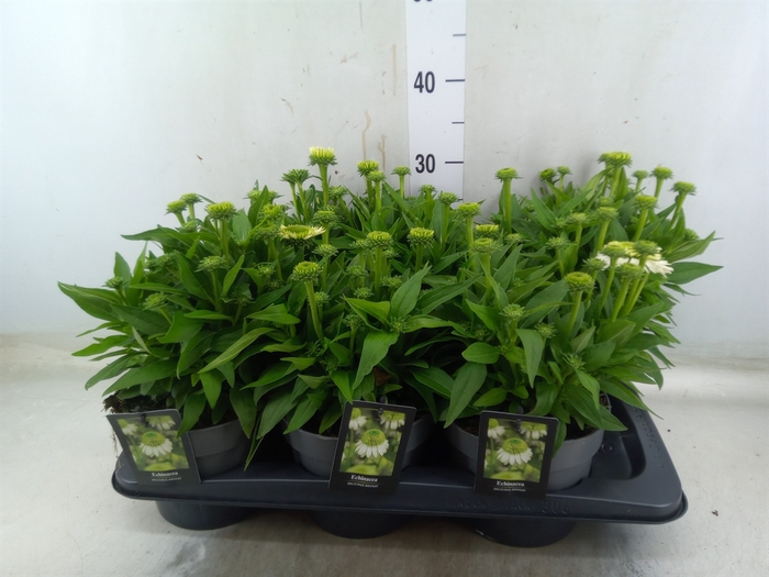 <h4>Echinacea   ...</h4>