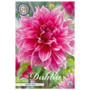 Dahlia Deco. Emory Paul x1