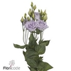 Lisianthus do alissa lavender