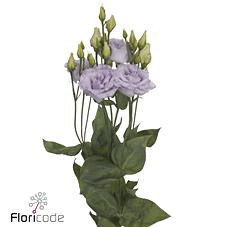 Lisianthus do alissa lavender