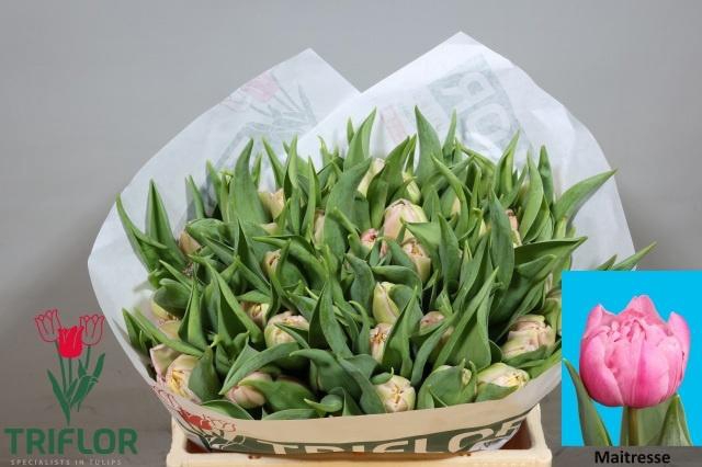 <h4>TU DU MAITRESSE</h4>