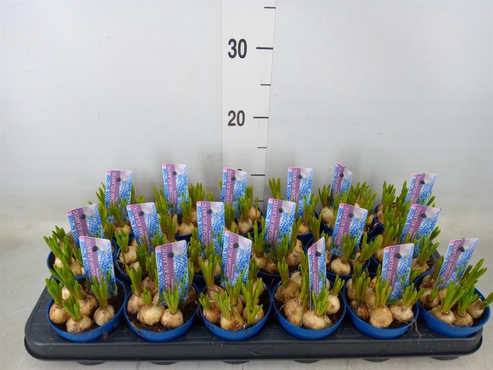 <h4>Muscari  'Atlantic'</h4>