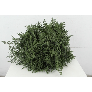 DF Gonio Tat. Bs Olive Green Bs 15pc