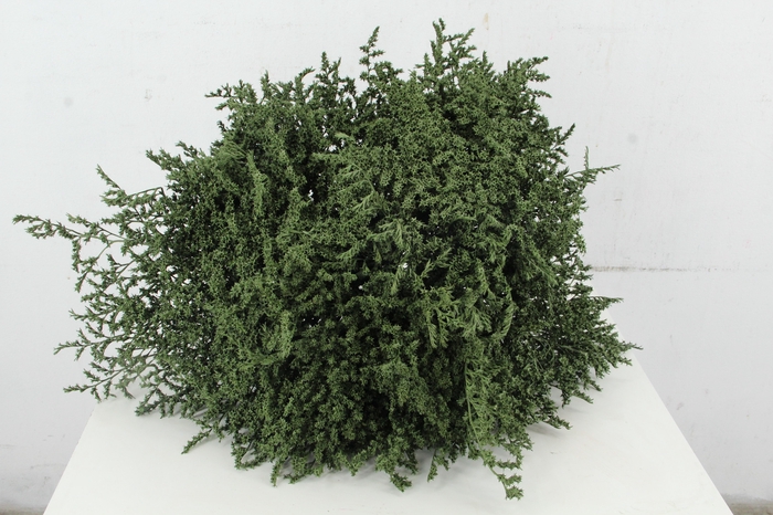 <h4>DF Gonio Tat. Bs Olive Green Bs 15pc</h4>