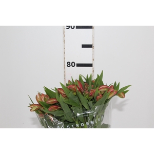 ALSTROEMERIA MILOS 080 CM