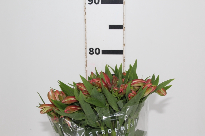 <h4>ALSTROEMERIA MILOS 080 CM</h4>
