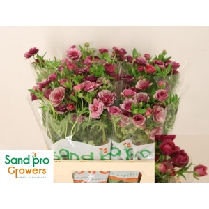 RAN CO MAG RASPBERRY