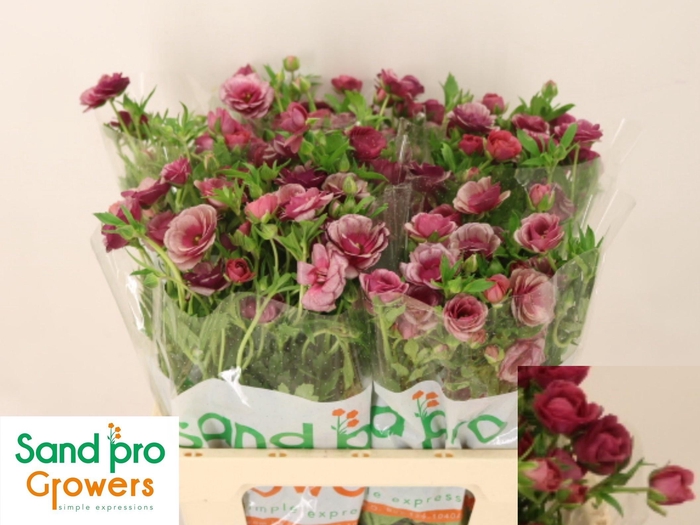 <h4>RAN CO MAG RASPBERRY</h4>