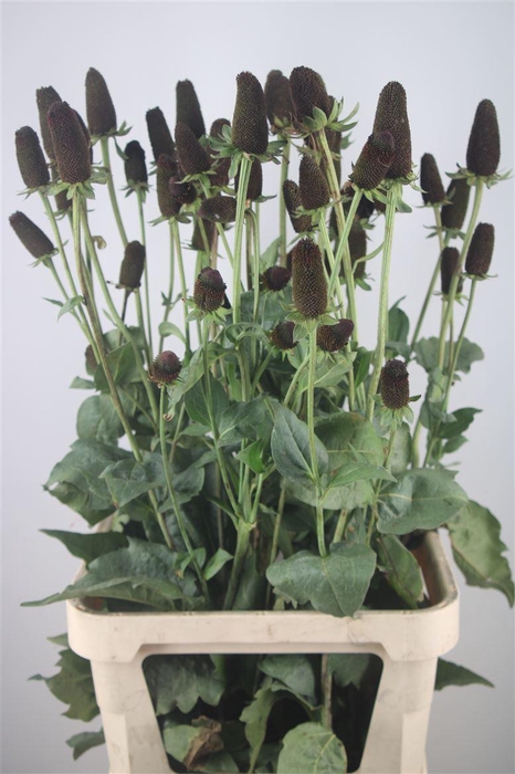 <h4>RUDBECKIA BL NIPPLE</h4>