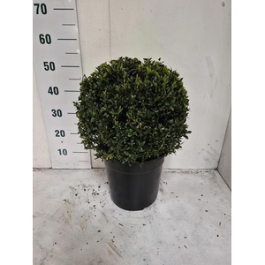 BUXU SEMPERVIRENS