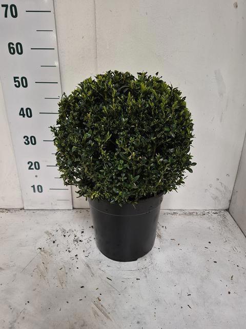 <h4>BUXU SEMPERVIRENS</h4>