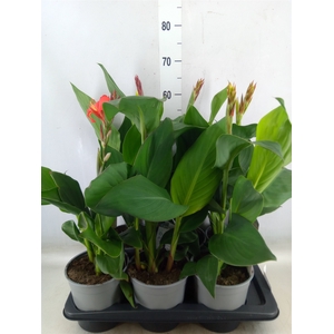 Canna  'Cannova'   ...mix