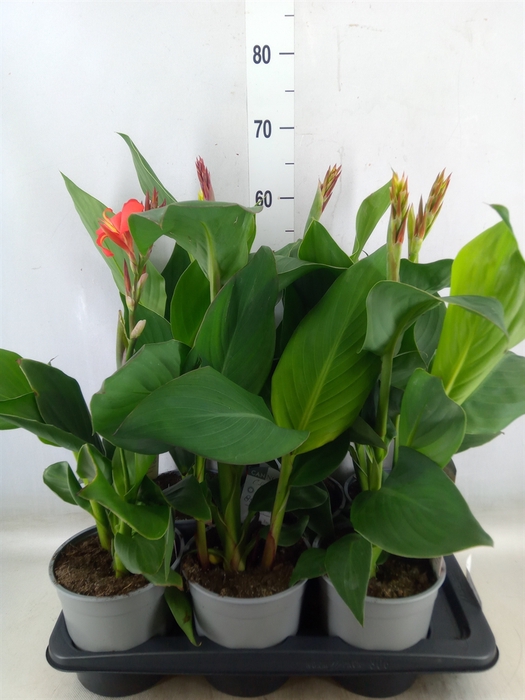 <h4>Canna  'Cannova'   ...mix</h4>