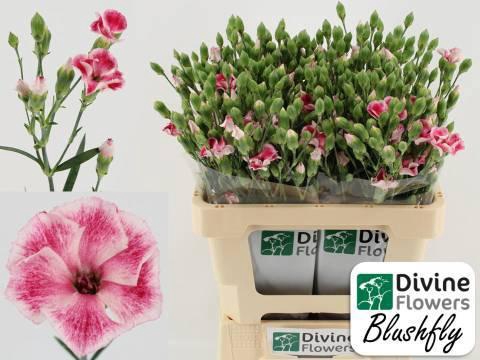 <h4>DI TE SOL BLUSHFLY</h4>