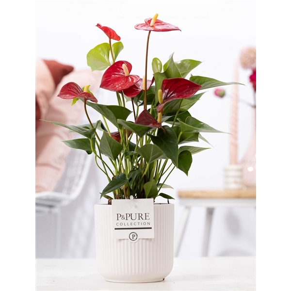 <h4>Anthurium red (Micra) in P&PURE Sophie cer. white</h4>